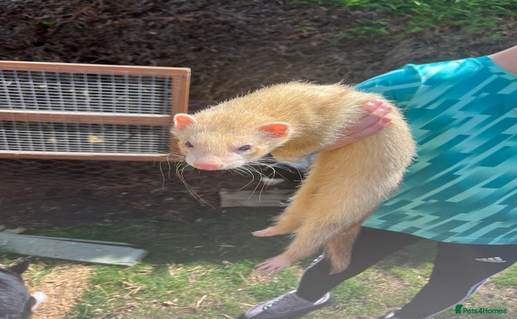 Ferret rodents - Advert 2