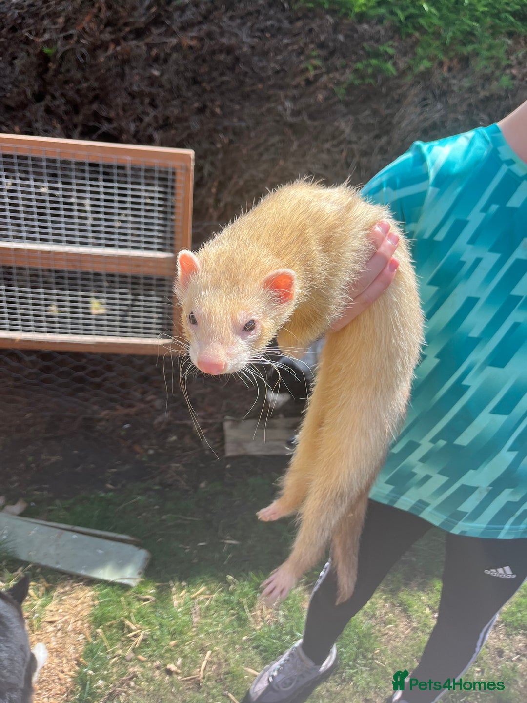 Ferret rodents for sale: Free  - Image 1