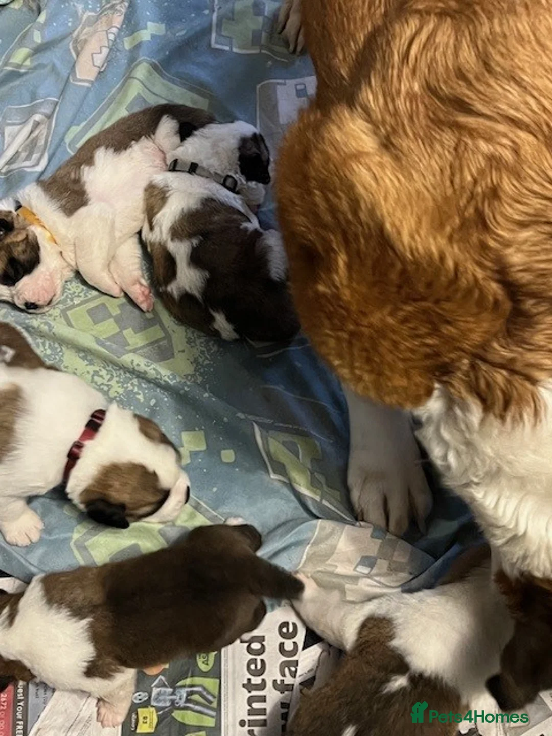 Saint Bernard dogs for sale: St bernard female 12 months - Advert 2