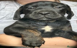 Cane Corso dogs for sale: 2 blue & 2 black cane corso girls! Can leave now🐾 - Image 15