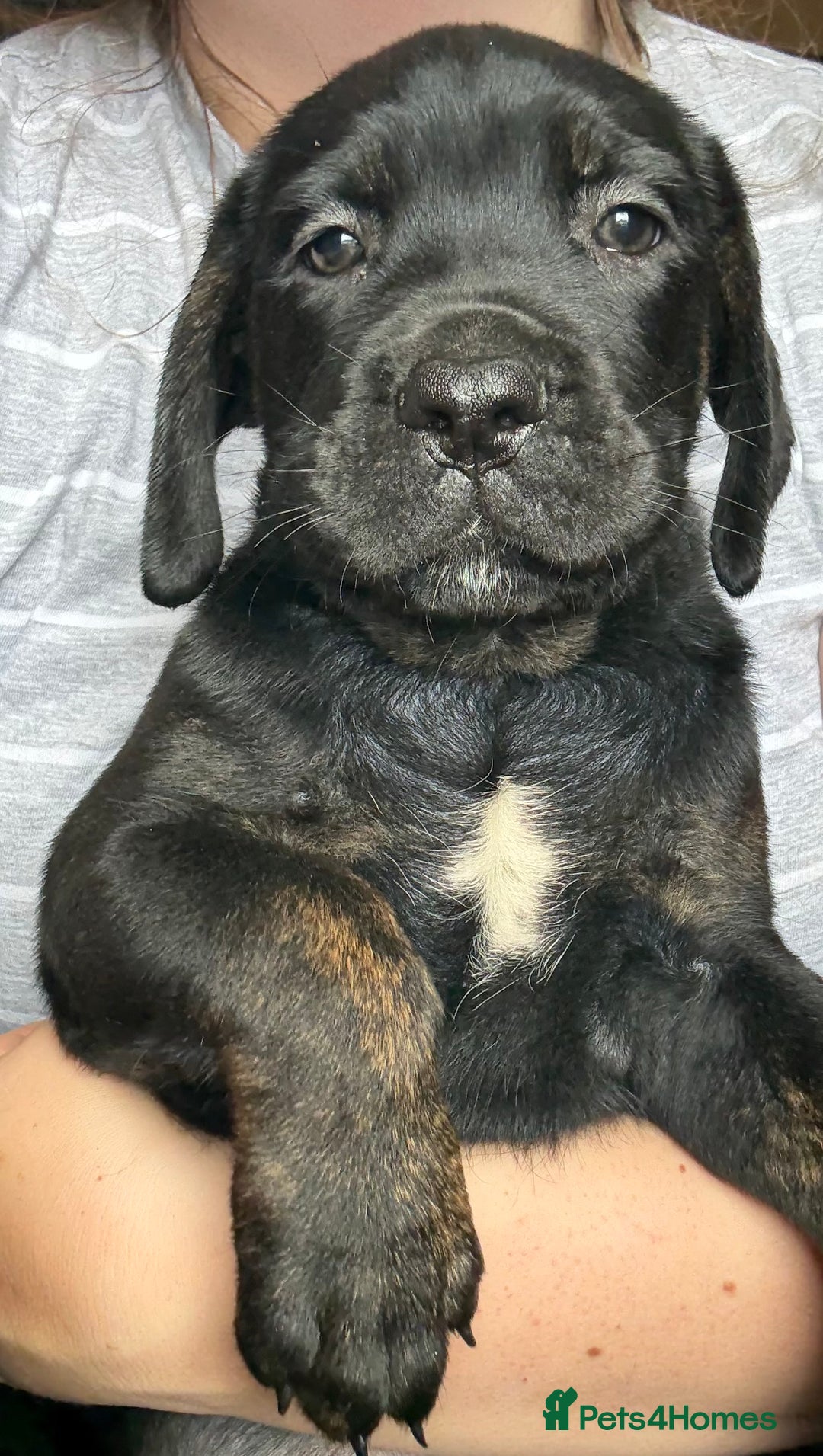 Cane Corso dogs for sale: 2 blue & 2 black cane corso girls! Can leave now🐾 - Image 15