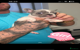 French Bulldog dogs for sale: French bulldogs  - Image 13