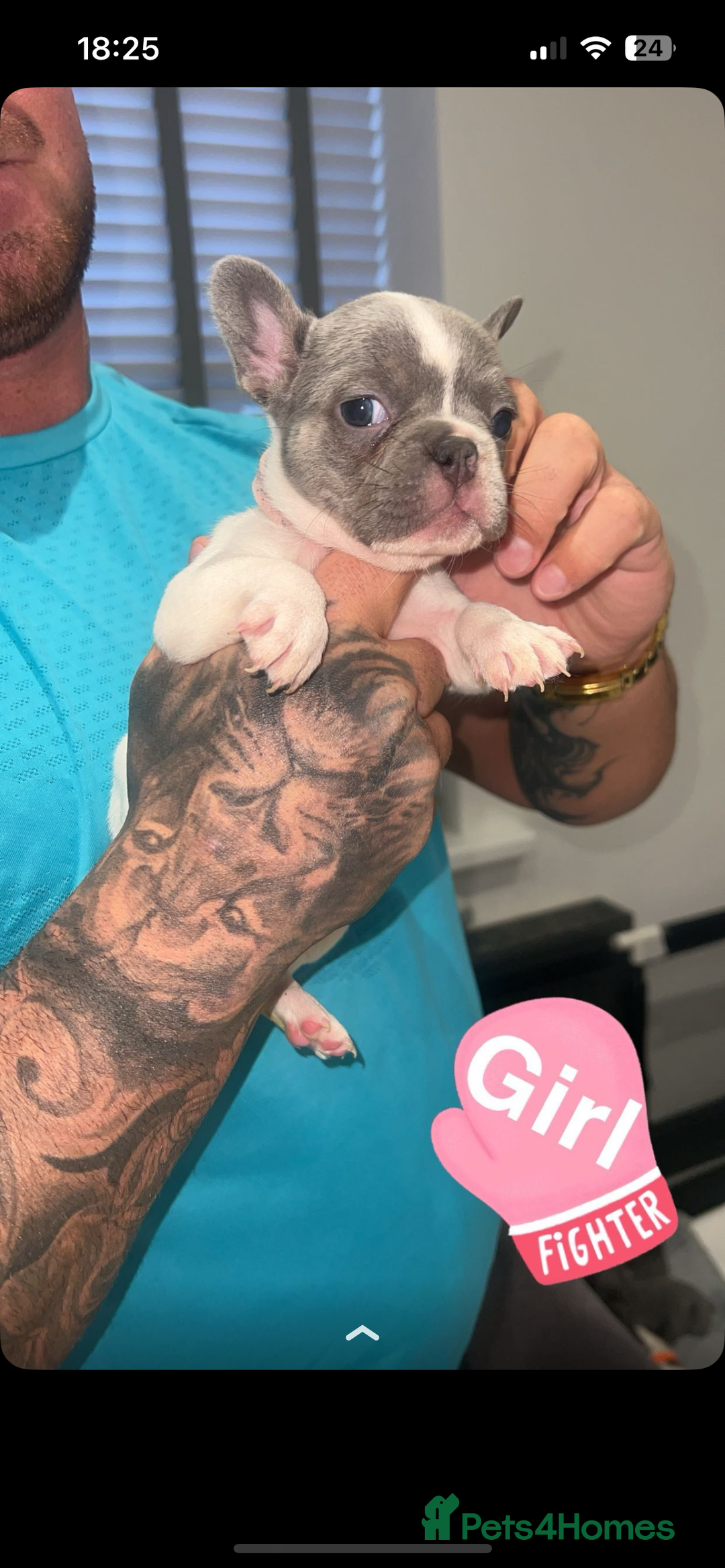 French Bulldog dogs for sale: French bulldogs  - Image 13