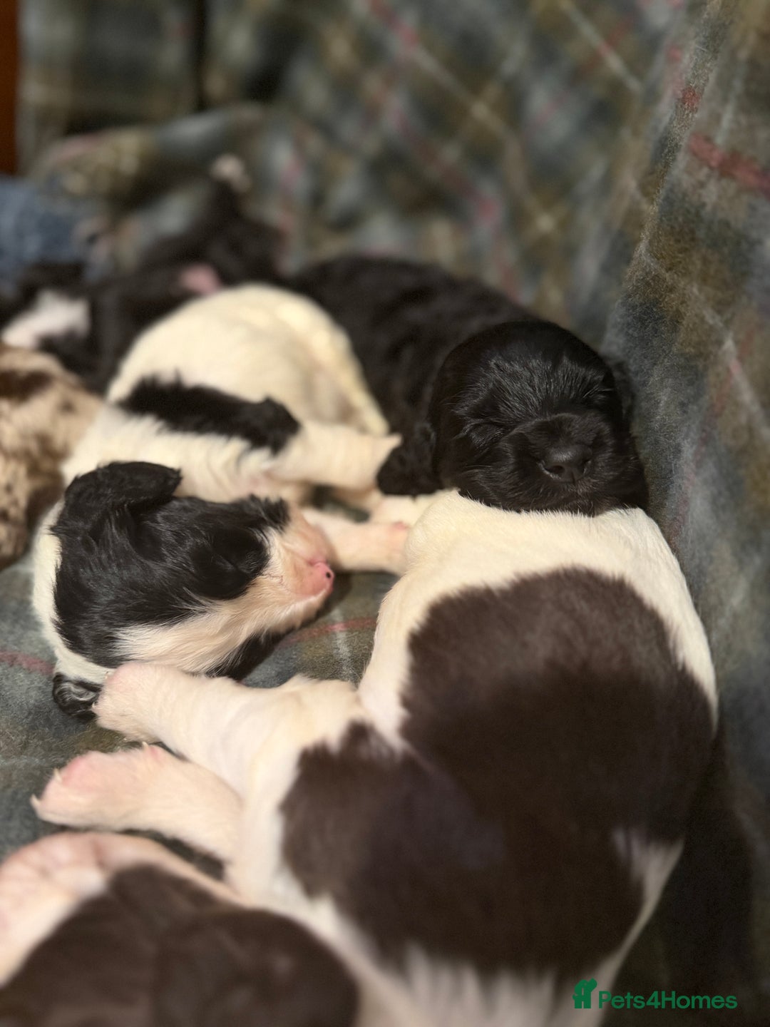 Cocker Spaniel dogs for sale: Cocker Spaniel Merle Puppies  - Advert 24