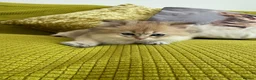 British Longhair cats for sale: Pure Bread British Longhair and Shorthair kittens - Advert 10