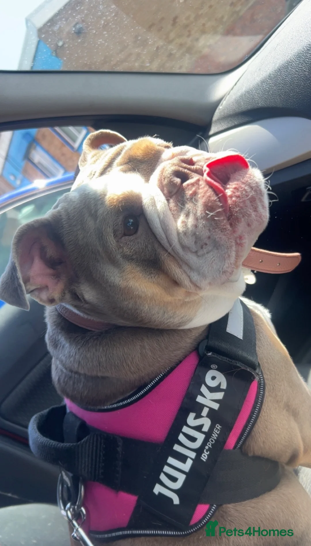 English Bulldog dogs for sale: Bleu KC registered and microchipped - Advert 2