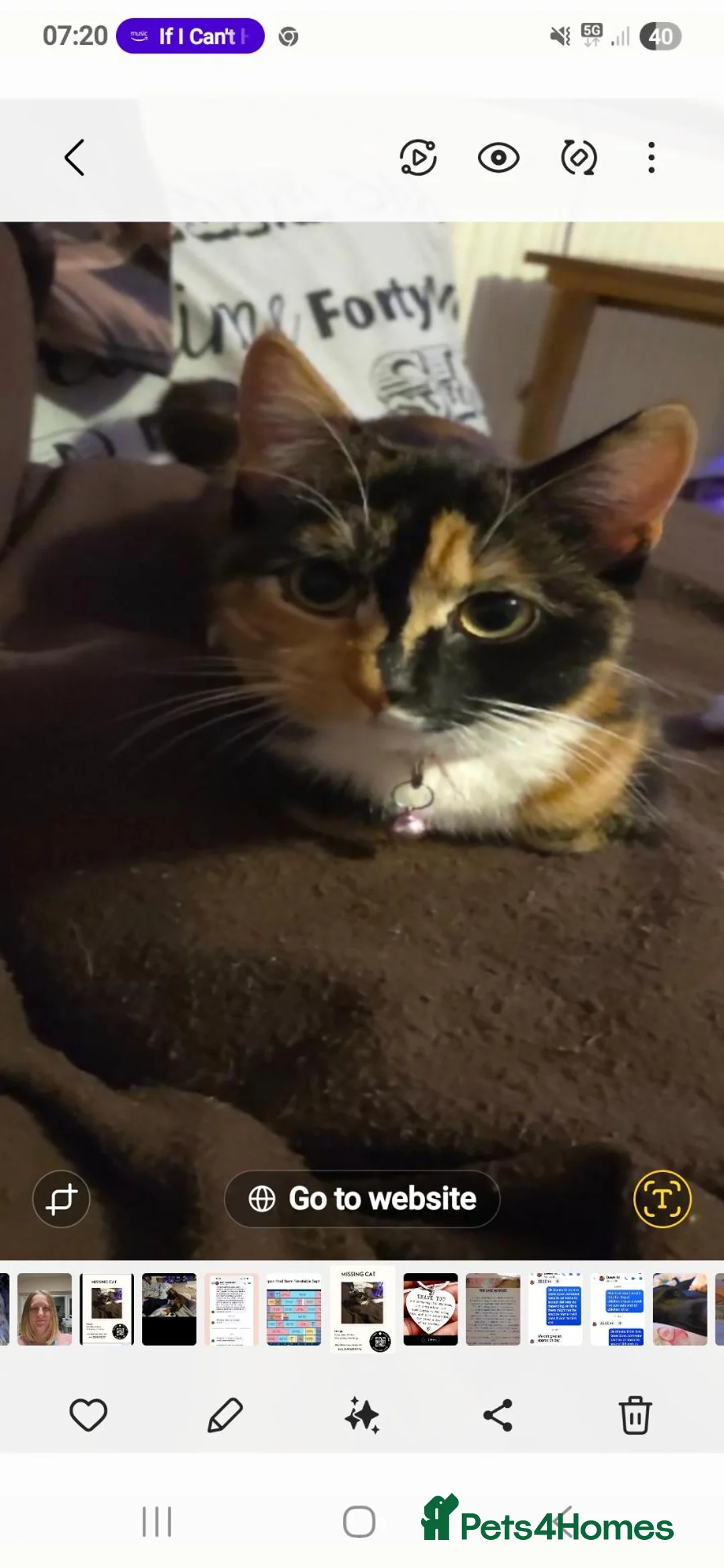 Mixed Breed cats for sale: GORGEOUS KITTENS in Ripon - Advert 1