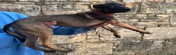 Belgian Shepherd Dog dogs for sale: KNPV Malinois Puppy For Sale - Advert 3