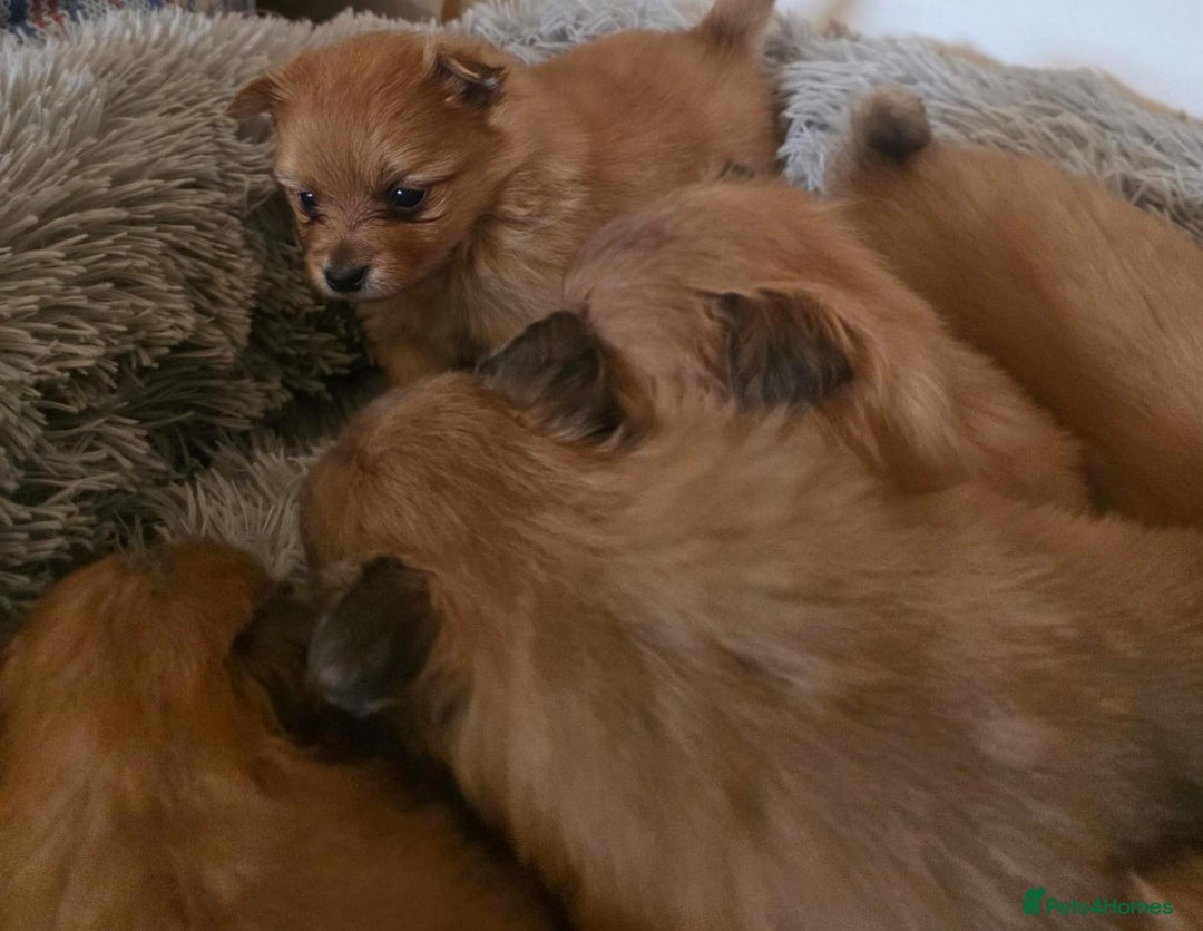 Pomeranian dogs for sale: Pomeranian Puppies - Image 5