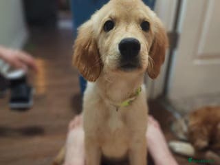 Golden Retriever dogs outstanding labrador retriever male - Advert 1