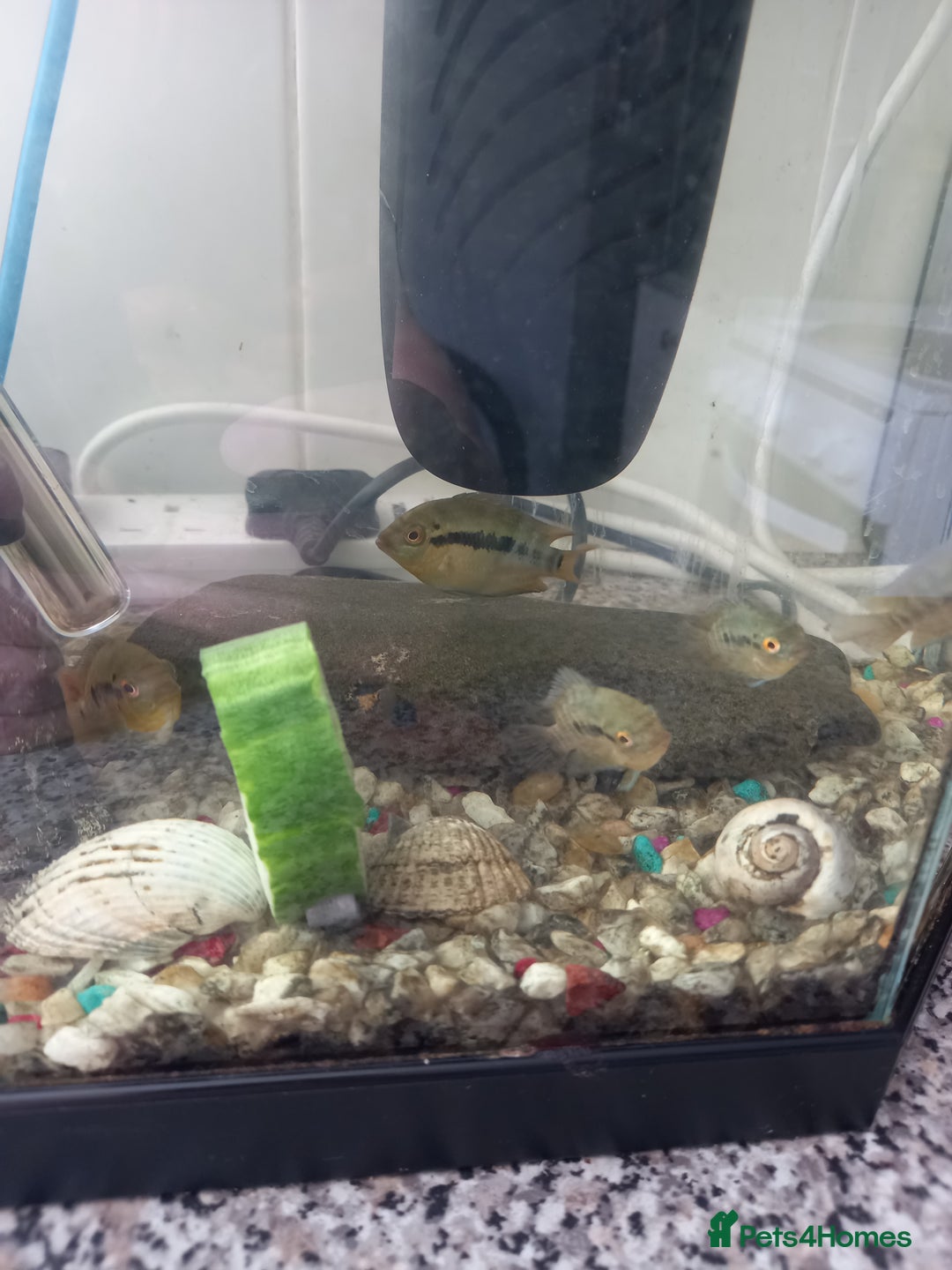 Rainbow Fish fish for sale: South American rainbow cichlids  - Image 2