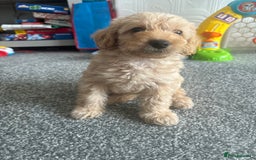 Labradoodle dogs for sale: READY NOW Miniature Labradoodles in Morecambe - Image 8