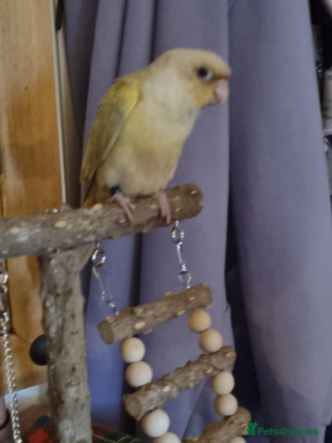 Conures birds for sale: Rare moon cheek conure  - Advert 6