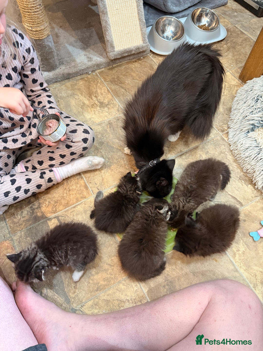 Ragdoll cats for sale: Ragdoll cross Persian kittens - Image 12