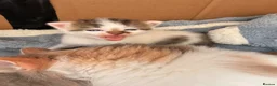 Maine Coon cats for sale: Maine coon cross kittens  - Advert 10