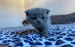 Scottish Fold cats for sale: Scottish Fold kittens for sale 3 Girls 2 Boys  - Advert 4