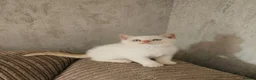 British Shorthair cats for sale: Adorable Purebred British Shorthair Kittens in Oldbury - Advert 13