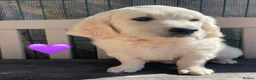 Golden Retriever dogs for sale: KC Registered Golden Retrievers - Advert 5