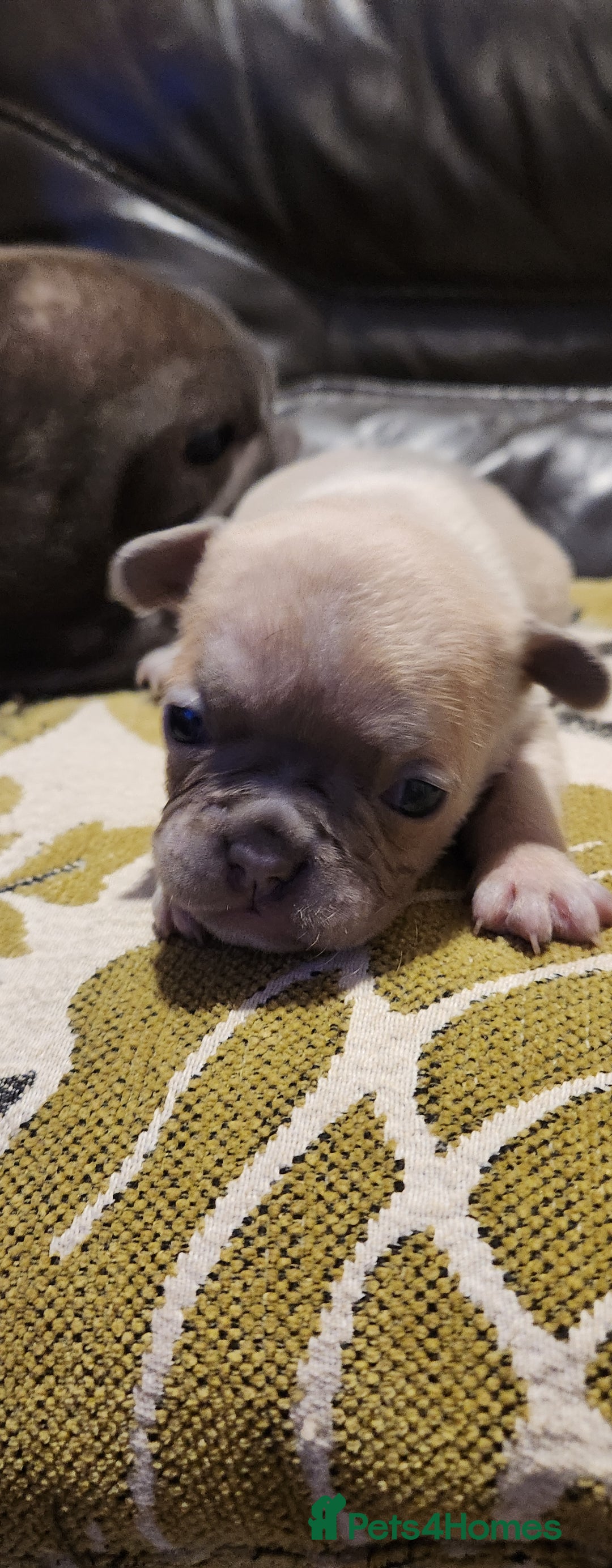 French Bulldog dogs for sale: French bulldog  - Advert 9