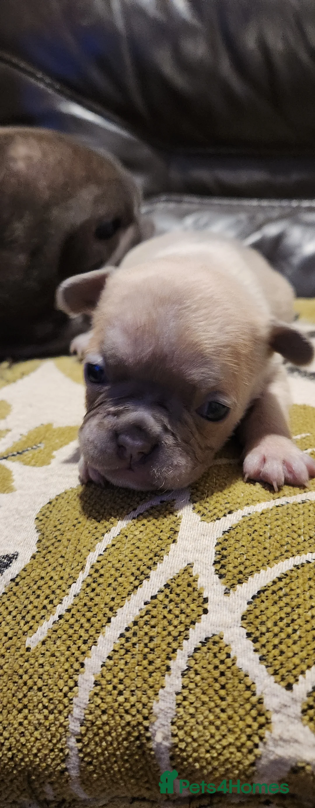 French Bulldog dogs for sale: French bulldog  - Advert 9