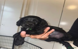 Cockapoo dogs for sale: ✨2 Cockapoo x Show Cocker Spaniel Puppies✨  - Image 1