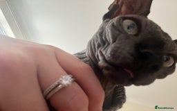 Sphynx cats for sale: Sphynx kitten Male - Image 5