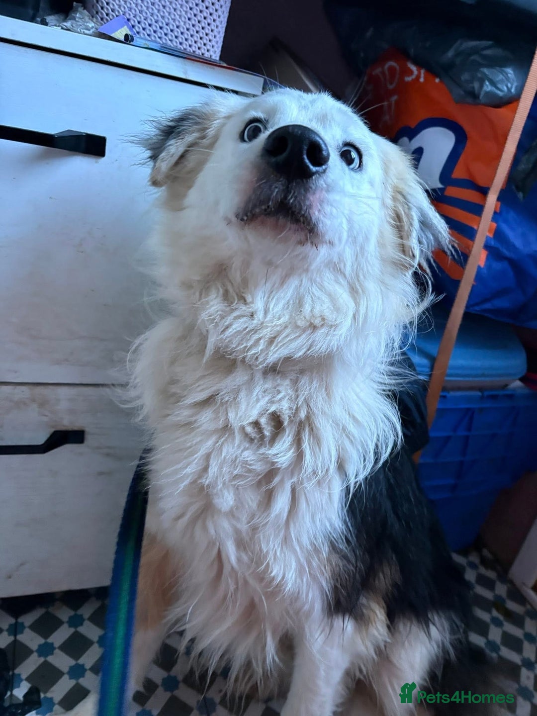 Border Collie dogs for adoption: Blue - Norwich Norfolk  - Advert 7