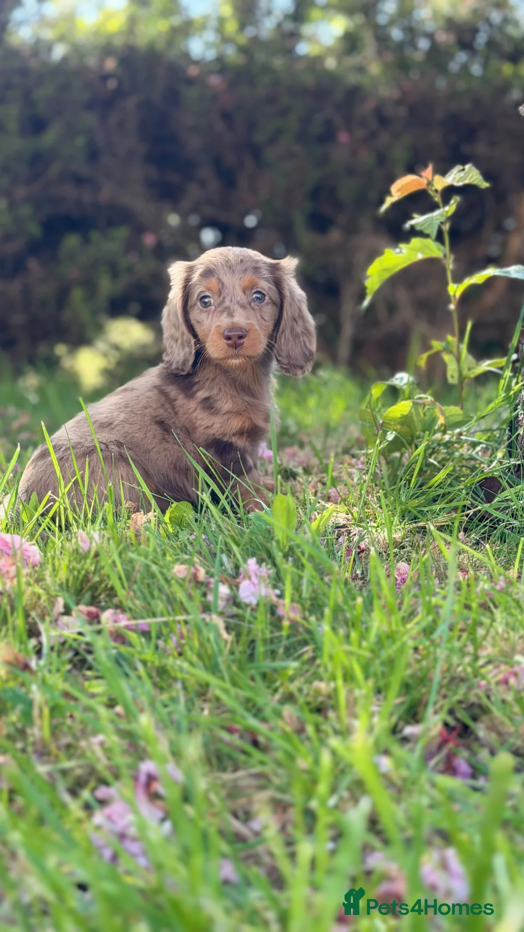 Dachshund dogs for sale: Mini L/H dachshund puppies - Advert 1