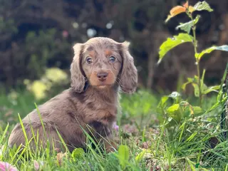 Dachshund dogs Mini L/H dachshund puppies - Advert 3