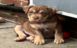 American Bully dogs for sale: Pocket bullies  ready to leave!! (Reduced) - Image 26