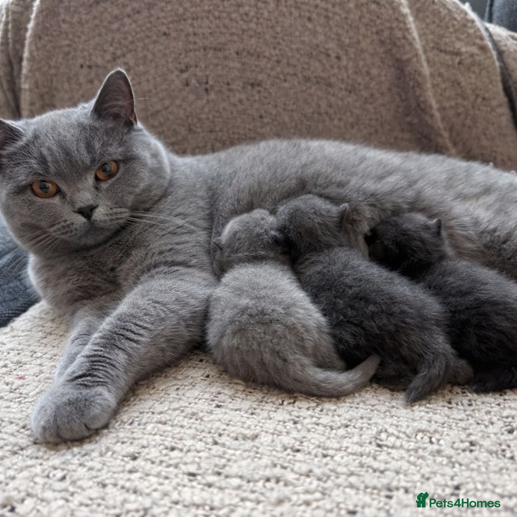 British Shorthair cats Beautiful British shorthair kittens  - Advert 1