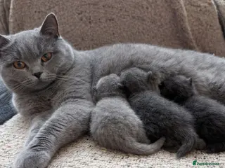 British Shorthair cats Beautiful British shorthair kittens - Advert 1