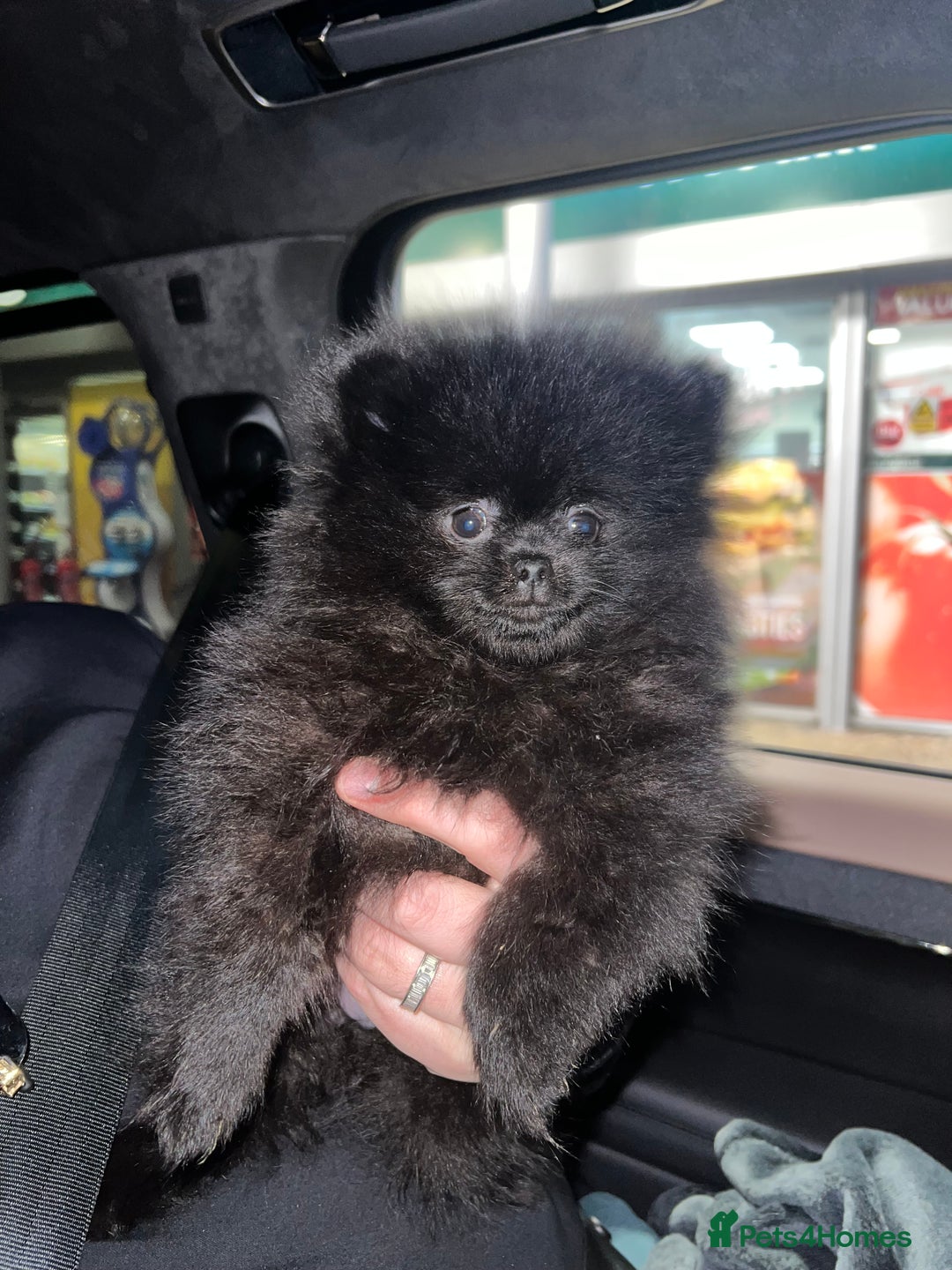 Pomeranian dogs for sale: Black Beauty - Advert 2