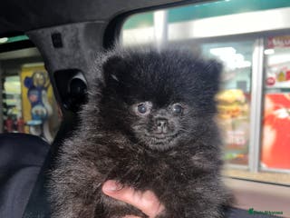 Pomeranian dogs Black Beauty - Advert 10