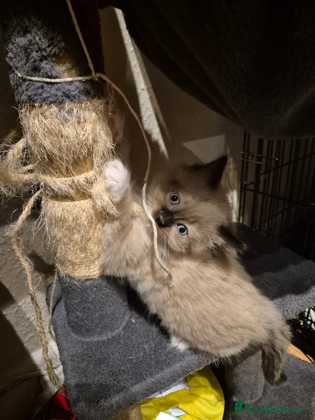 Mixed Breed cats for sale: Half Ragdoll kittens  - Advert 17