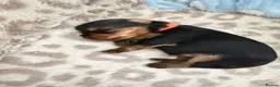 Yorkshire Terrier dogs for sale: Yorkshire terrier puppy’s available  - Advert 3
