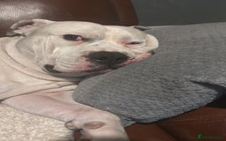 American Bulldog dogs for stud: Classic American bull 🇺🇸  - Image 25