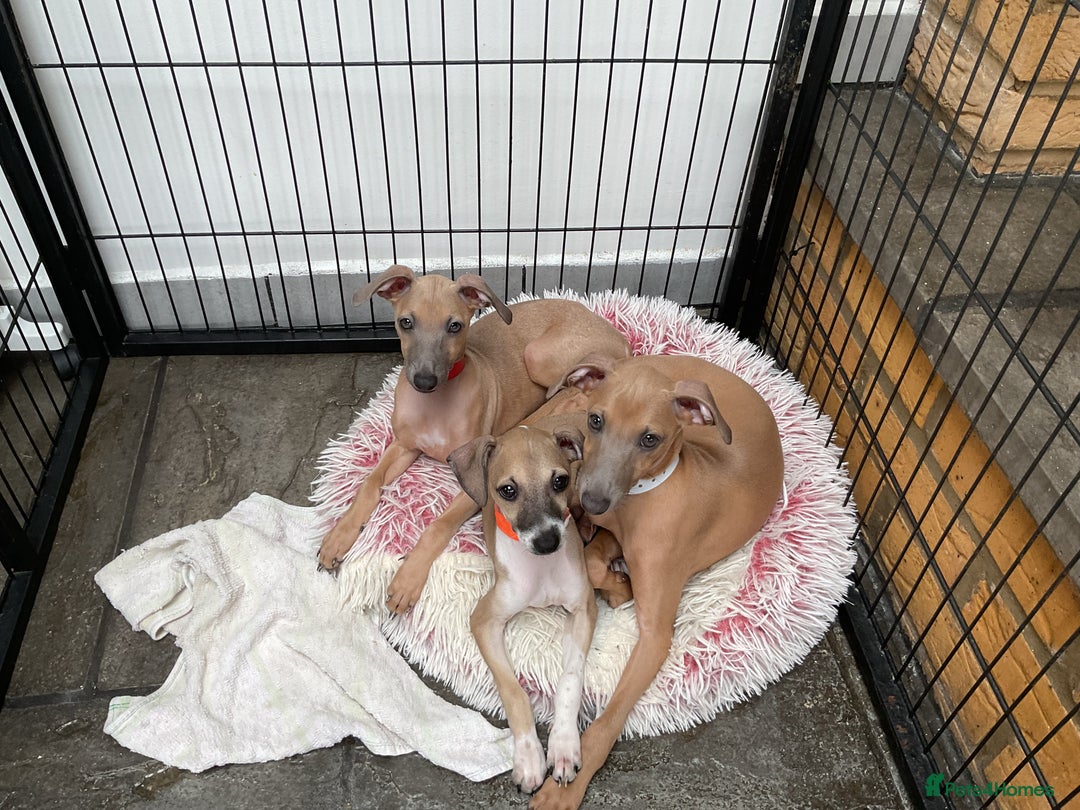 Italian Greyhound dogs for sale:  Beautiful Italian greyhound puppies  - Image 8