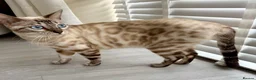 Bengal cats for sale: 🐯💕💙 beautiful rosette bengal kittens 💕💙🐯 - Advert 8
