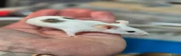 Mouse rodents for sale: Fancey Male and female mice - Advert 29