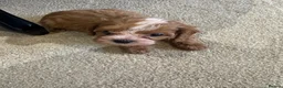 Cavapoo dogs for sale: Tiny toy cavapoos  - Advert 16