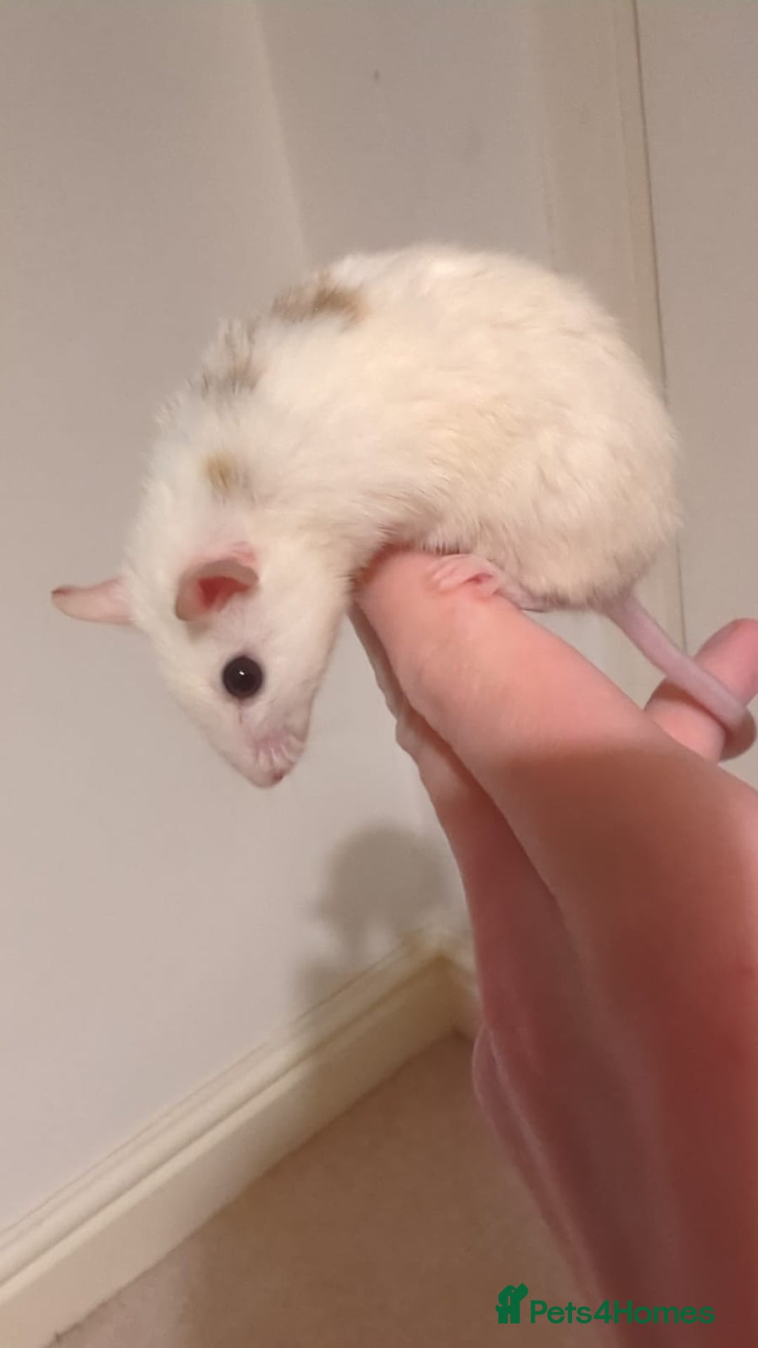 Rat rodents for sale: African soft fured rats babies and adults for sale - Image 8