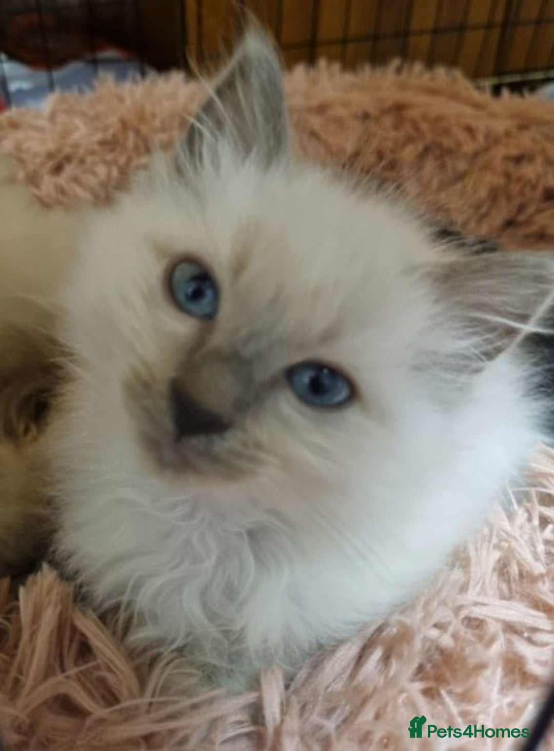 Ragdoll cats for sale: Top quality pure-bred Rag-dolls sweeties - Image 2