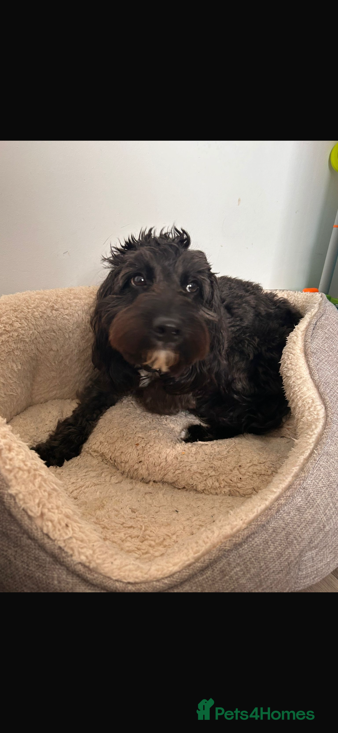 Mixed Breed dogs for sale: Cocker mix - Image 2