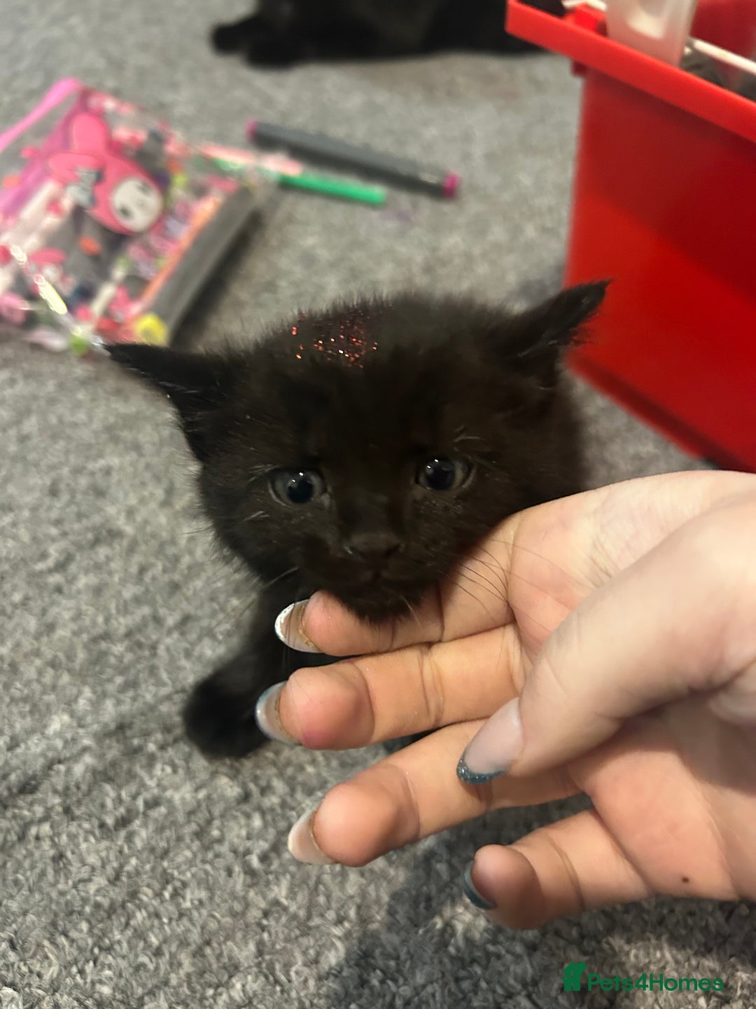 Mixed Breed cats for sale: 4 kittens for sale - Advert 2