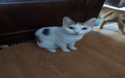 Mixed Breed cats for sale: Beautiful little boy  - Image 4
