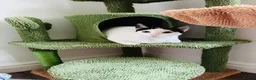 Arabian Mau cats for adoption: Charlie 🐾 - Advert 7