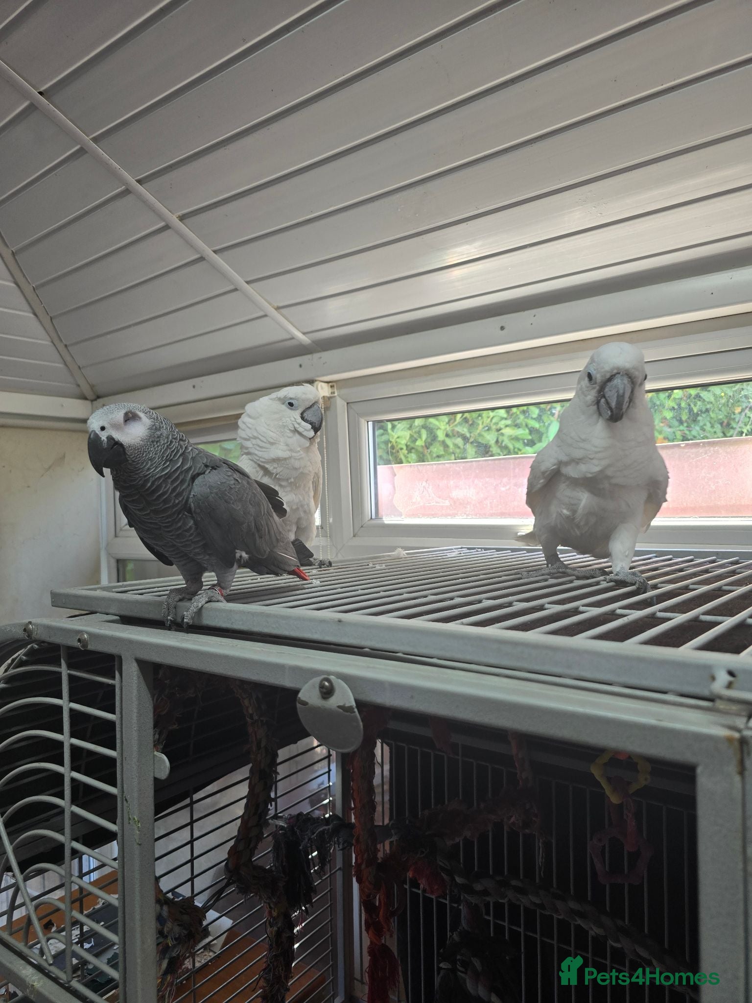 Cockatoo birds 2 x cuddly tame umbrella cockatoos  - Advert 3
