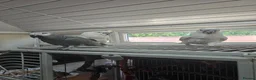 Cockatoo birds for sale: 2 x cuddly tame umbrella cockatoos  - Advert 1