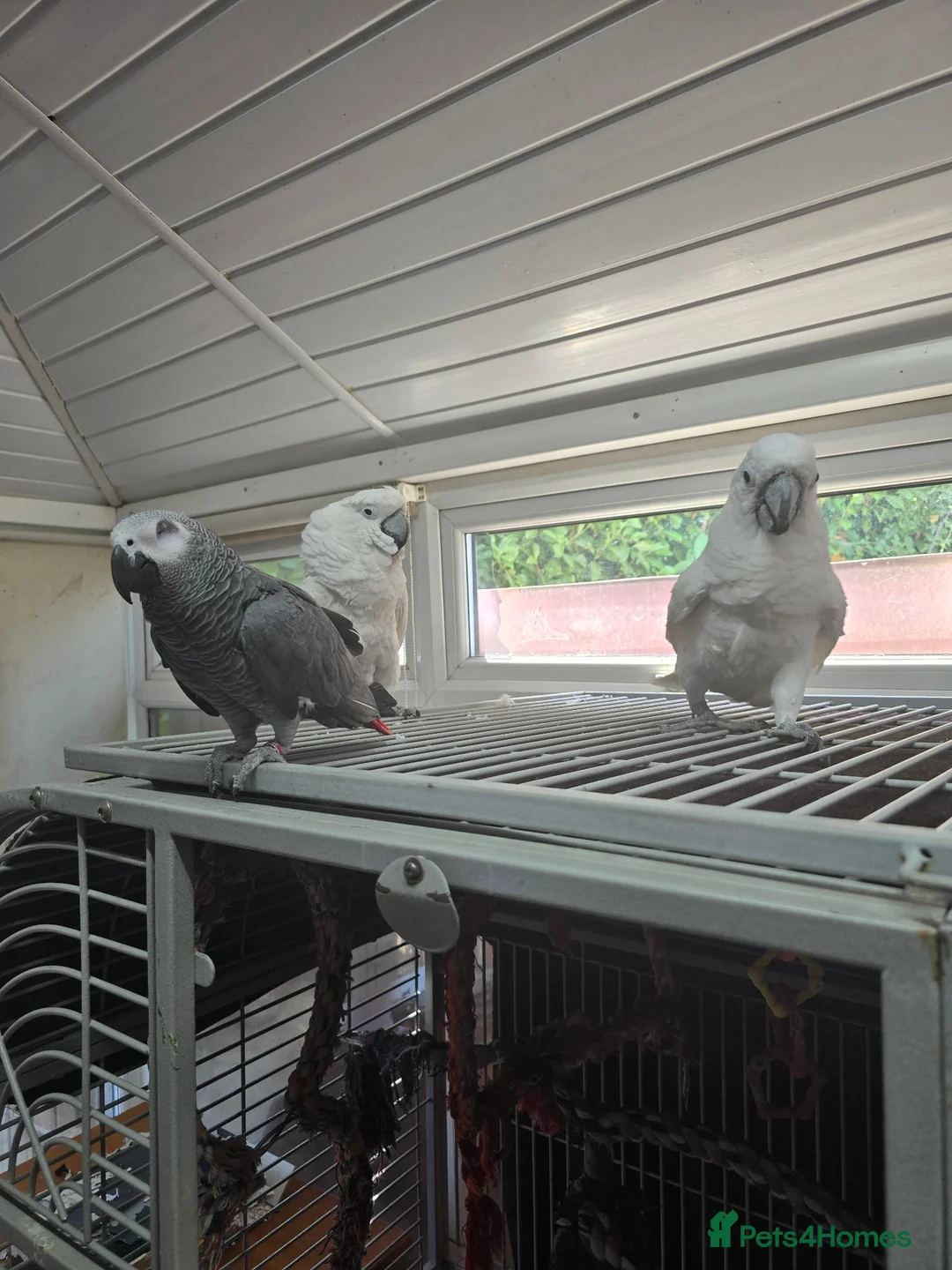 Cockatoo birds for sale: 2 x cuddly tame umbrella cockatoos  - Advert 1
